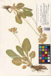 Primula veris subsp. macrocalyx (Bunge) Lüdi, Caucasus, Azerbaijan (K6) (Azerbaijan)