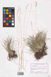Festuca, Eastern Europe, Central forest-and-steppe region (E6) (Russia)