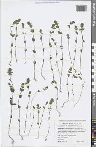 Euphrasia hirtella Jord. ex Reut., Siberia, Baikal & Transbaikal region (S4) (Russia)