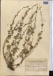 Artemisia rutifolia Steph. ex Spreng., Middle Asia, Pamir & Pamiro-Alai (M2) (Uzbekistan)