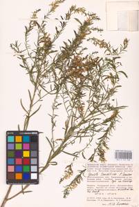 Genista tinctoria subsp. tinctoria, Eastern Europe, Lower Volga region (E9) (Russia)
