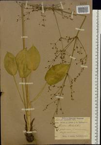 Alisma plantago-aquatica L., Eastern Europe, Western region (E3) (Russia)