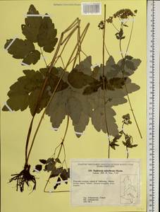 Thalictrum tuberiferum Maxim., Siberia, Russian Far East (S6) (Russia)