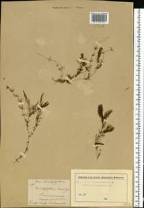 Ceratophyllum demersum L., Eastern Europe, Moscow region (E4a) (Russia)