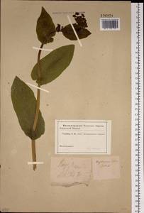 Bupleurum aureum Fisch., Siberia, Altai & Sayany Mountains (S2) (Russia)