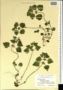 Lamium purpureum L., Crimea (KRYM) (Russia)