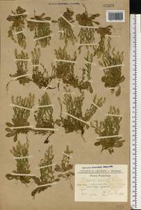 Polygala amarella Crantz, Eastern Europe, South Ukrainian region (E12) (Ukraine)