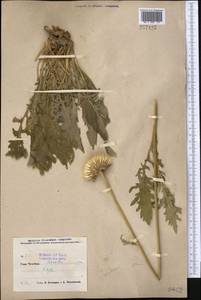 Jurinea, Middle Asia, Pamir & Pamiro-Alai (M2) (Uzbekistan)