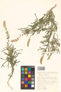 Reseda lutea L., Eastern Europe, Lower Volga region (E9) (Russia)