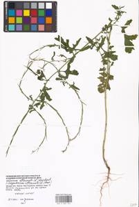 Sisymbrium officinale (L.) Scop., Eastern Europe, Moscow region (E4a) (Russia)