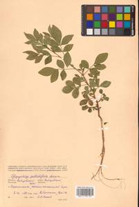 Glycyrrhiza pallidiflora Maxim., Siberia, Russian Far East (S6) (Russia)
