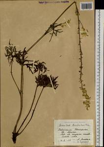 Aconitum barbatum Patrin ex Pers., Siberia, Baikal & Transbaikal region (S4) (Russia)