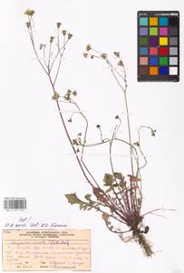 Crepis sancta subsp. sancta, Eastern Europe, Moscow region (E4a) (Russia)