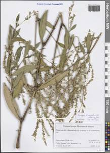 Koenigia divaricata (L.) T. M. Schust. & Reveal, Eastern Europe, North-Western region (E2) (Russia)