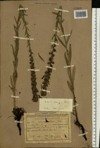 Pontechium maculatum (L.) Böhle & Hilger, Eastern Europe, Central region (E4) (Russia)