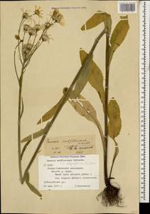 Tephroseris cladobotrys subsp. subfloccosa (Schischk.) Greuter, Caucasus, North Ossetia, Ingushetia & Chechnya (K1c) (Russia)