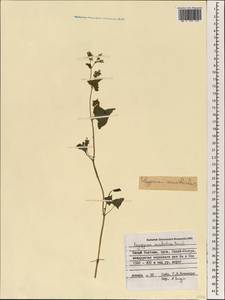 Fagopyrum esculentum Moench, South Asia, South Asia (Asia outside ex-Soviet states and Mongolia) (ASIA) (Vietnam)
