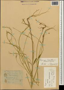 Erysimum leucanthemum (Stephan) B. Fedtsch., Caucasus, Dagestan (K2) (Russia)