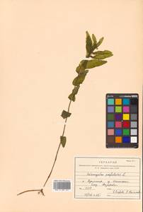 Potamogeton perfoliatus L., Siberia, Russian Far East (S6) (Russia)