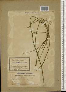 Chondrilla juncea L., Caucasus, Georgia (K4) (Georgia)