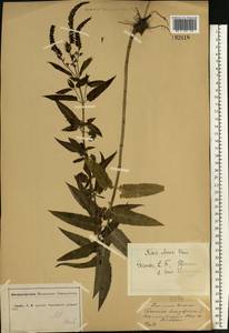 Veronica longifolia L., Eastern Europe, Central forest-and-steppe region (E6) (Russia)
