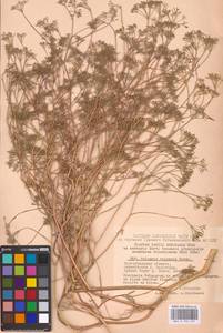 Falcaria vulgaris Bernh., Eastern Europe, Lower Volga region (E9) (Russia)