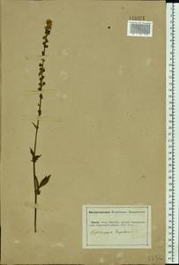 Agrimonia eupatoria L., Eastern Europe, Lower Volga region (E9) (Russia)