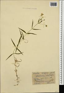 Rabelera holostea (L.) M. T. Sharples & E. A. Tripp, Caucasus, Krasnodar Krai & Adygea (K1a) (Russia)