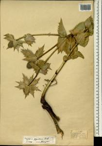 Eryngium giganteum M. Bieb., South Asia, South Asia (Asia outside ex-Soviet states and Mongolia) (ASIA) (Turkey)
