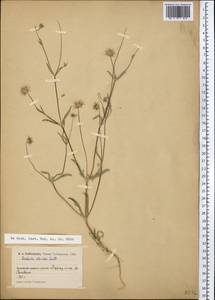 Lomelosia olivieri (Coult.) Greuter & Burdet, Middle Asia, Pamir & Pamiro-Alai (M2) (Kyrgyzstan)