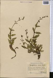 Scrophularia incisa Weinm., Middle Asia, Dzungarian Alatau & Tarbagatai (M5) (Kazakhstan)