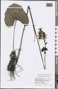Ligularia fischeri (Ledeb.) Turcz., Siberia, Russian Far East (S6) (Russia)