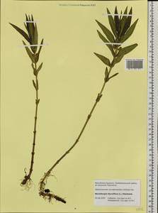 Lysimachia thyrsiflora L., Siberia, Baikal & Transbaikal region (S4) (Russia)