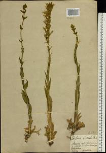 Silene viscosa (L.) Pers., Eastern Europe, Central region (E4) (Russia)