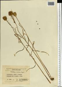 Fritillaria montana Hoppe ex W.D.J.Koch, Eastern Europe, Moldova (E13a) (Moldova)