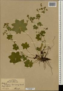 Alchemilla stellaris Juz., Eastern Europe, Moscow region (E4a) (Russia)