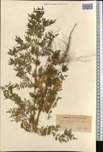 Artemisia tournefortiana Rchb., Middle Asia, Kopet Dag, Badkhyz, Small & Great Balkhan (M1) (Turkmenistan)