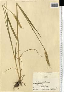 Triticum aestivum L., Eastern Europe, Central region (E4) (Russia)