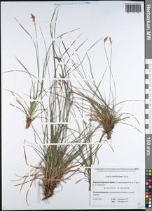 Carex halleriana Asso, Caucasus, Black Sea Shore (from Novorossiysk to Adler) (K3) (Russia)