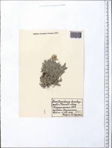 Leontopodium brachyactis Gand., Middle Asia, Pamir & Pamiro-Alai (M2) (Tajikistan)