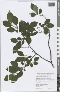 Salix taraikensis Kimura, Siberia, Baikal & Transbaikal region (S4) (Russia)