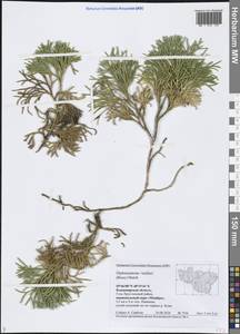 Diphasiastrum × zeilleri (Rouy) Holub, Eastern Europe, Central region (E4) (Russia)