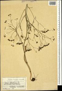 Bunium paucifolium DC., Caucasus, Armenia (K5) (Armenia)