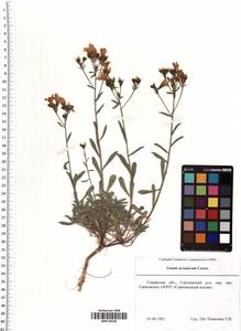 Linum ucranicum (Griseb. ex Planch.) Czern., Eastern Europe, Middle Volga region (E8) (Russia)