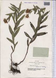 Pentanema salicinum subsp. salicinum, Siberia, Central Siberia (S3) (Russia)