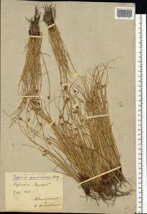 Cyperus pannonicus Jacq., Eastern Europe, South Ukrainian region (E12) (Ukraine)