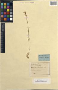 Dianthus petraeus Waldst. & Kit., Caucasus, Georgia (K4) (Georgia)