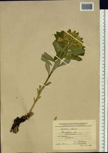 Euphorbia pilosa L., Siberia, Altai & Sayany Mountains (S2) (Russia)