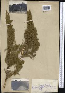 Juniperus sabina L., Middle Asia, Northern & Central Kazakhstan (M10) (Kazakhstan)