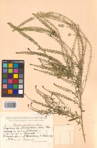 Lepidium densiflorum Schrad., Siberia, Russian Far East (S6) (Russia)